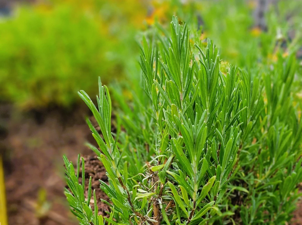 Exploring the Health Benefits of Popular Herbs